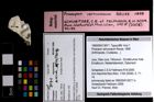 Foto (Objekt + Etiketten) von Prosopon verrucosum (Reuss, 1858) 